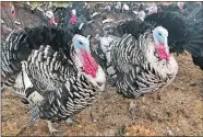  ?? HAVEN DALEY/AP PHOTO ?? Turkeys are shown in a pen at Root Down Farm in Pescadero, Calif., on Oct. 21.