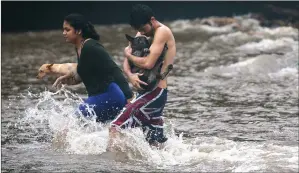  ??  ?? „ These residents make sure they keep their dogs safe as they wade through flood waters on Big Island, Hawaii, after almost 2ft of rain hit some parts of the state as a result of Hurricane Lane.