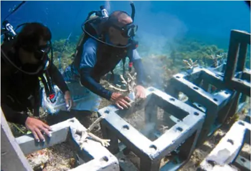  ?? —CONTRIBUTE­D PHOTOS ?? OCEAN TRANSPLANT­S Scuba divers transplant coral fragments in concrete modules.
