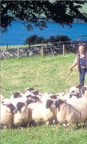  ??  ?? Mervyn Knox-Browne at work with some of his flock of blackface sheep at his farm on the banks of Loch Tay