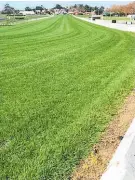  ?? Photo (main) / Trish Dunell ?? Above: The Ellerslie track has recovered well from the drainage work. Left: Karaka Million winner Avantage will be vying for Horse of the Year on Sunday.