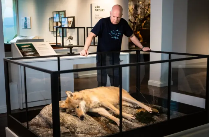  ?? KRISTIAN JACOBSEN ?? Rudolf Svensen og ulven som ble skutt på Moi høsten 2020. Svendsen håper den nye utstilling­en «Vår natur» kan vise sammenheng­er vi vanligvis overser.