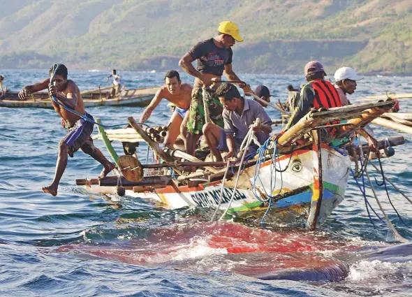  ??  ?? Following an hours-long battle, Lamaleran hunters prepare to lash a defeated whale to their boat.