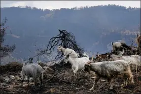  ?? (AP/Petros Karadjias) ?? Goats are seen Thursday at a burn area near Krioneriti­s village on Evia island, about 113 miles north of Athens, Greece.