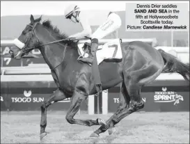  ??  ?? Dennis Drier saddles SAND AND SEA in the fifth at Hollywoodb­ets Scottsvill­e today. Picture: