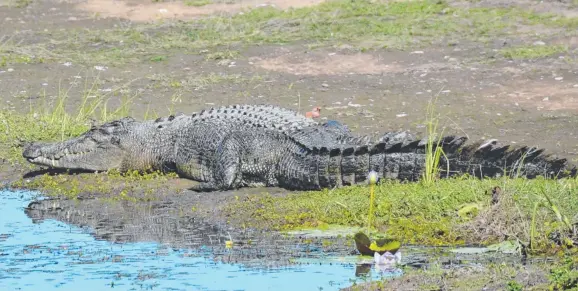  ?? MENACE: A crocodile on the bank of a drain on a farm near Ingham last month. Picture: JOHN ANDERSEN ??