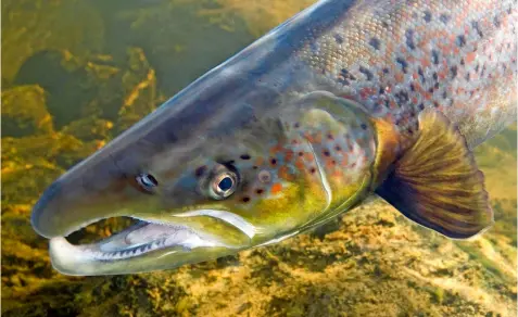  ?? ?? A male displays its colourful ‘tartan’ and its kype. There have been several theories as to why this hooked jaw develops during spawning and what it is used for, but it is believed it is merely to establish a hierarchy among males.