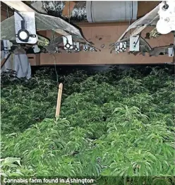  ?? ?? Cannabis farm found in Ashington
