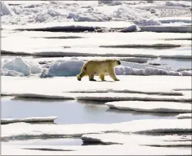  ?? FILE PHOTO BY DAVID GOLDMAN — ASSOCIATED PRESS ?? A polar bear walks over sea ice floating in the Victoria Strait in the Canadian Arctic. A decrease in ice cover is bad for the polar bear population.