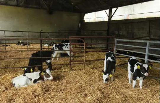  ??  ?? Bedding and ventilatio­n:
Newly arrived calves should be quarantine­d in a shed with a high roof and plenty of straw.