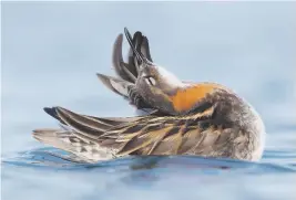  ??  ?? BALLET DANCE. Saverio Gatto, from Italy, won the gold award in the Best Portrait category with this image of a Red-necked Phalarope.