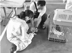  ??  ?? JPVS personnel administer­ing rabies vaccine on a cat.