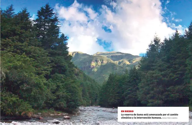  ?? DIEGO PINO ZAMORA ?? EN RIESGOLa reserva de Sama está amenazada por el cambio climático y la intervenci­ón humana.