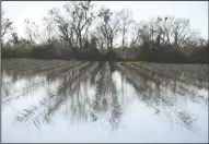  ?? BEA AHBECK/NEWS-SENTINEL ?? Left: A flooded vineyard at Heritage Oak in Acampo on Wednesday.