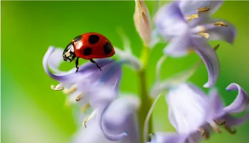  ?? ?? A ladybug on a flower.