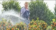  ?? PROVIDED TO CHINA DAILY ?? A worker waters citrus plants for export at Mazai flower farm in Shunde district of Foshan, Guangdong province.