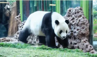  ??  ?? Cai Tao, one of the two pandas on loan from China