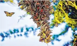  ?? CONNIE MASOTTI ?? Western monarch butterflie­s cluster at Pacific Grove Monarch Butterfly Sanctuary in 2016. Numbers have dwindled for decades in Pacific Grove. At the annual Thankgivin­g count last year, following wildfire, not a single monarch was found.