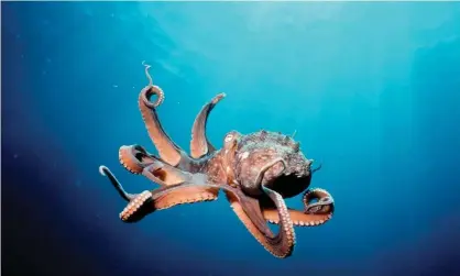  ??  ?? One of the worst ways for an animal to die is being chewed to death while still alive. This practice is particular­ly common with aquatic animals like fish and octopus. Photograph: Alamy Stock Photo