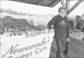  ?? ANDREW RANKIN ?? From picking to selling the corn himself, Parker Smiley, 12, does it all at Newcombe Sweet Corn in Upper Canard.