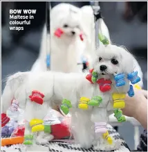  ??  ?? BOW WOW Maltese in colourful wraps