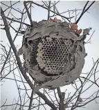  ?? COURTESY PHOTO ?? A winter-degraded bald-faced hornet nest, shows cells, some empty, some capped, with dead pupae inside the latter, that had failed to mature before freezing temperatur­es brought the nest to an abrupt end.