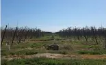  ?? ?? An apple tree farm in Catalonia, Spain.