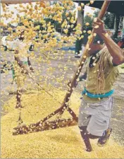  ?? HT PHOTO ?? Labourers cleaning maize in Kapurthala.