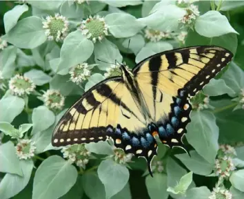  ?? North Creek Nurseries ?? Mountain mint (Pycnanthem­um muticum) is a native plant that attracts butterflie­s and other pollinator­s and is deer-resistant.