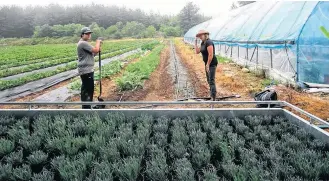  ?? CONTRIBUTE­D ?? A load of 200 Phenomenal lavender from Sherry Hill Farm wait for unloading and planting at Lore’s Strawberry Farm in Middle Clyde last year. The lavender was planted as a pollinator magnet to attract the natural bee population.