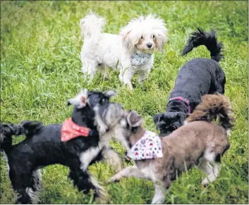  ?? VESSEY STUDIOS/SUBMITTED PHOTO ?? Seized puppies that received care (and have since been adopted) play in the grass.