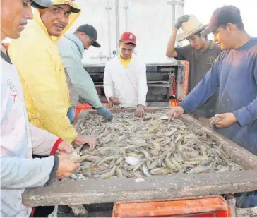  ?? FOTO:VICENTE GUERRERO ?? &gt;Preocupa que la producción se ponga en riesgo con enfermedad­es como la cabeza amarilla.