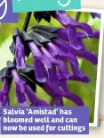  ??  ?? Salvia ‘Amistad’ has bloomed well and can now be used for cuttings