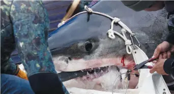  ??  ?? Un requin est étiquetté par des travailleu­rs du groupe Ocearch au large de la NouvelleÉc­osse. - La Presse canadienne: Riley Smith