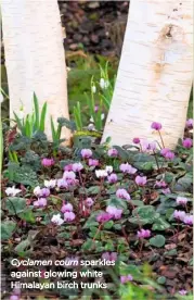  ??  ?? Cyclamen coum sparkles against glowing white Himalayan birch trunks