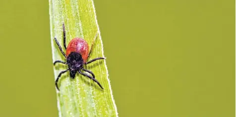  ?? Foto: Patrick Pleul, dpa ?? Sind Zecken noch nicht mit Blut vollgesoge­n, entdeckt man sie schwer. Sie leben auf Wiesen, in Wäldern und im Gebüsch – heuer sehr zahlreich.