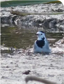  ?? (Ruth Schueler) ?? THE EARLY bird catches the worm – plus a quick morning dip in Jerusalem’s Gazelle Valley.