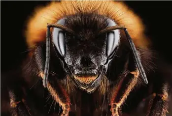  ?? (ALEXANDER RAUCH) ?? Malgré leur modeste cerveau d’environ 1 millimètre cube, les abeilles sont capables de réaliser additions et soustracti­ons.