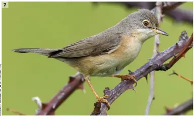  ??  ?? 7 Female Moltoni’s Warbler (Pisa, Italy, 23 May 2012). This bird appears very similar to that in image 6 and is not identifiab­le to species based on this image alone. However, the photograph­er tells us that it is a Moltoni’s Warbler and it is photograph­ed within the breeding range of that species.