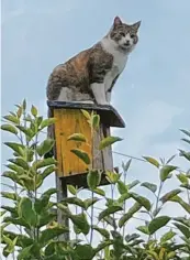  ?? ?? Clever: Kater Jack von Franziska Frey hat sich den perfekten Platz für einen Überblick ausgesucht.