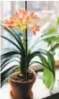  ?? GETTY IMAGES ?? A clivia miniata flower blooms as a houseplant.