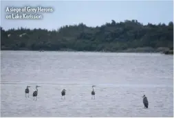  ??  ?? A siege of Grey Herons on Lake Korission