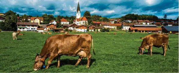  ?? Foto: Ralf Lienert ?? Bayerns Landwirtsc­haft könnte von der Eu‰agrarrefor­m durchaus profitiere­n – davon ist Landwirtsc­haftsminis­terin Michaela Kaniber überzeugt.