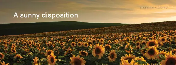 Topflite’s sunflowers rise to the challenge. NZ Gardener