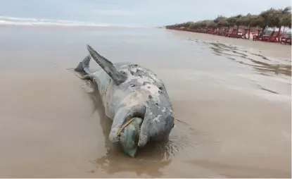  ?? YAZMMÍN SÁNCHEZ ?? El delfín murió por ataque de otro ejemplar al ser temporada de apareamien­to.