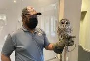  ?? Commercial/Byron Tate) (Pine Bluff ?? Trent Powell holds a barred owl at the Tinkerfest on Saturday.