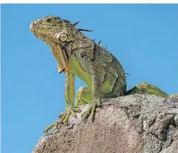  ?? FOTOS (2): MARTIN WEIN ?? Der Kleine Antillen-Leguan, auch als Grüner Insellegua­n bezeichnet, lebt auf St. Martin.