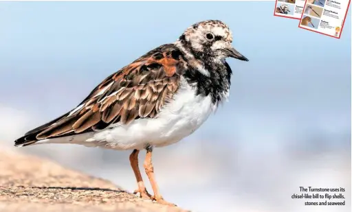  ??  ?? The Turnstone uses its chisel-like bill to flip shells, stones and seaweed