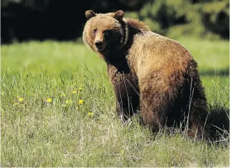  ?? LEAH HENNEL/ CALGARY HERALD ?? Grizzly bear deaths in Alberta decreased in 2014, according to a report released Tuesday.