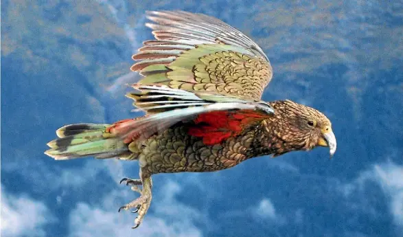  ?? SUPPLIED ?? Kea, the world’s only alpine parrot and among the most intelligen­t known bird species, is in trouble.